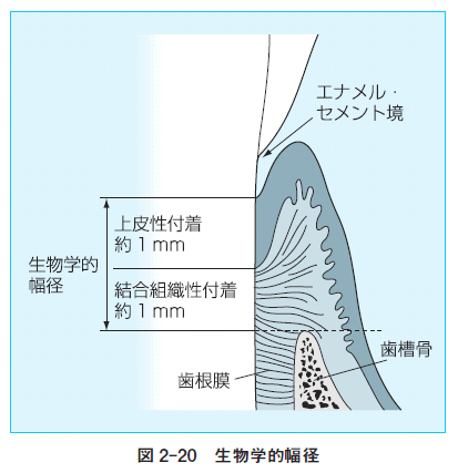 クラウンブリッジ補綴学 第3版 正誤表／補足情報／医歯薬出版株式会社