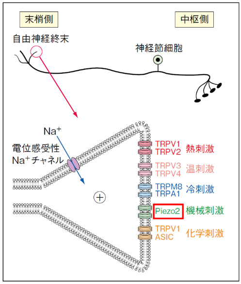 基礎歯科生理学 第7版 正誤表／補足情報／医歯薬出版株式会社
